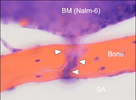 3.gif
