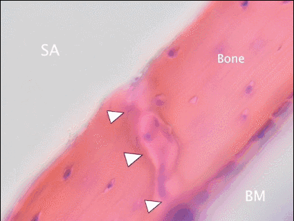 4.gif