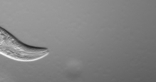 4.gif